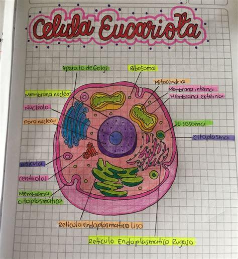 Dibujar Una Celula Eucariota Fácil Paso a Paso