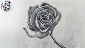 Dibujar Una Rosa A Lapiz En Español Paso a Paso Fácil