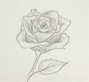 Dibujar Una Rosa Perfecta Paso a Paso Fácil